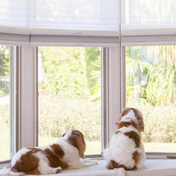 Select Two Fabric Top-Down Bottom-Up Blackout Cellular Shades 9210